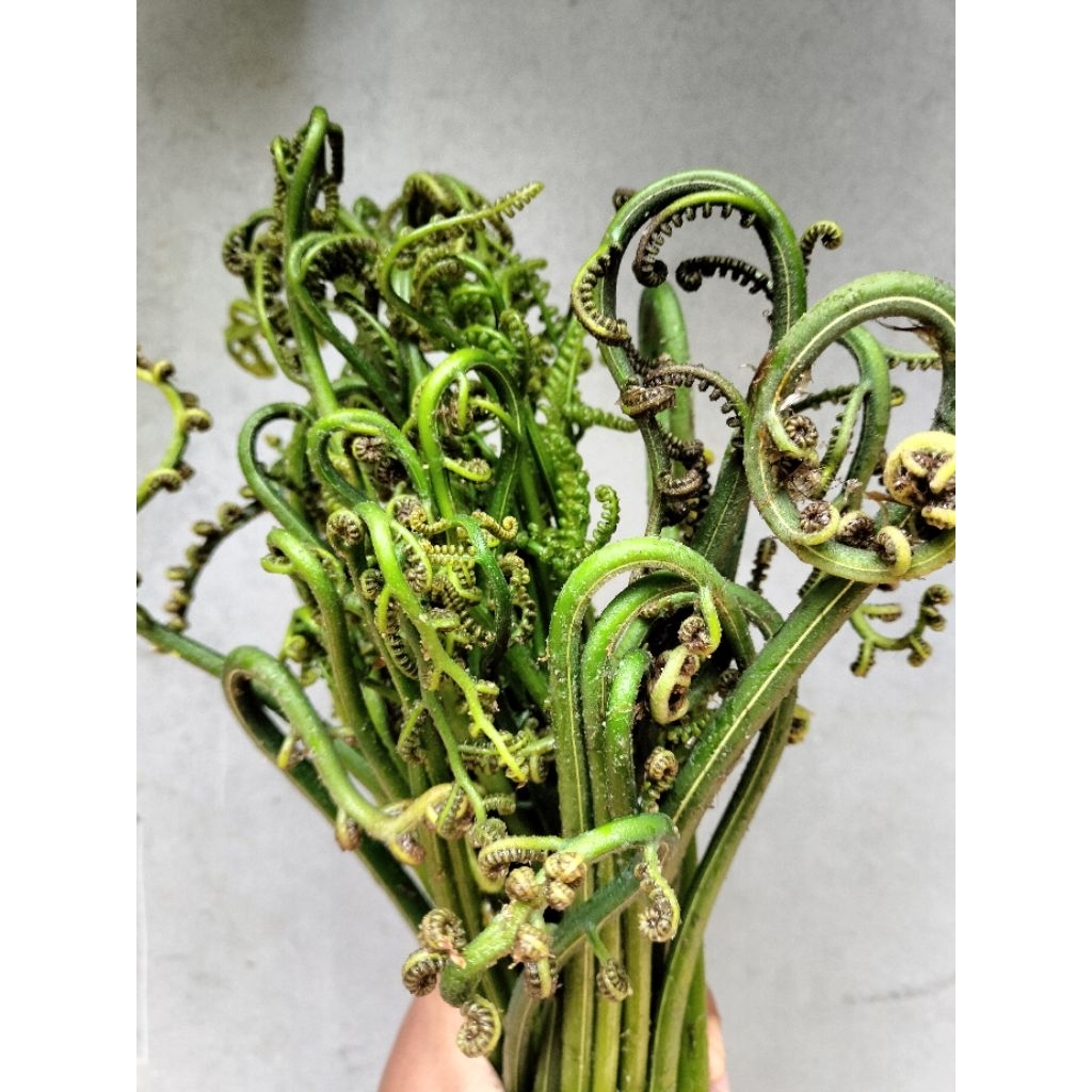 

pakis sayur segar murah