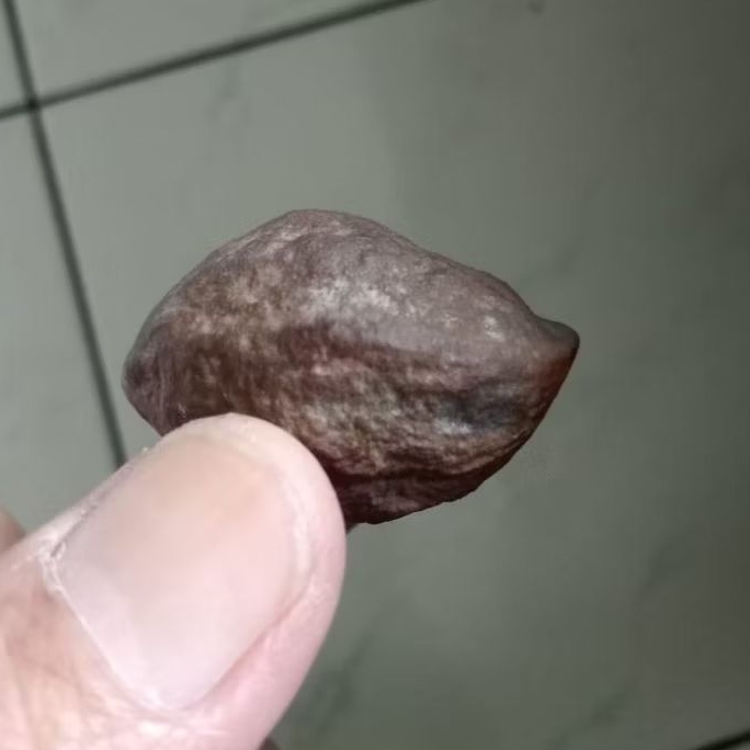 Kemiri Adu Muncang Adu 4G Ori Urgen Hulbun