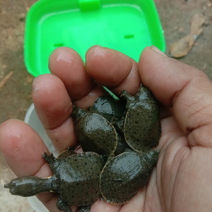 mainan anak bisa hidup bulus satuan