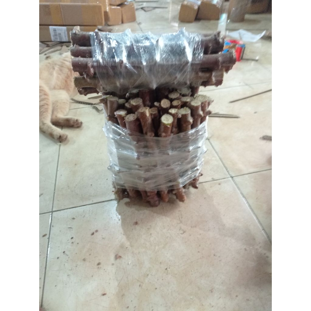 bibit singkong kuning/mentega