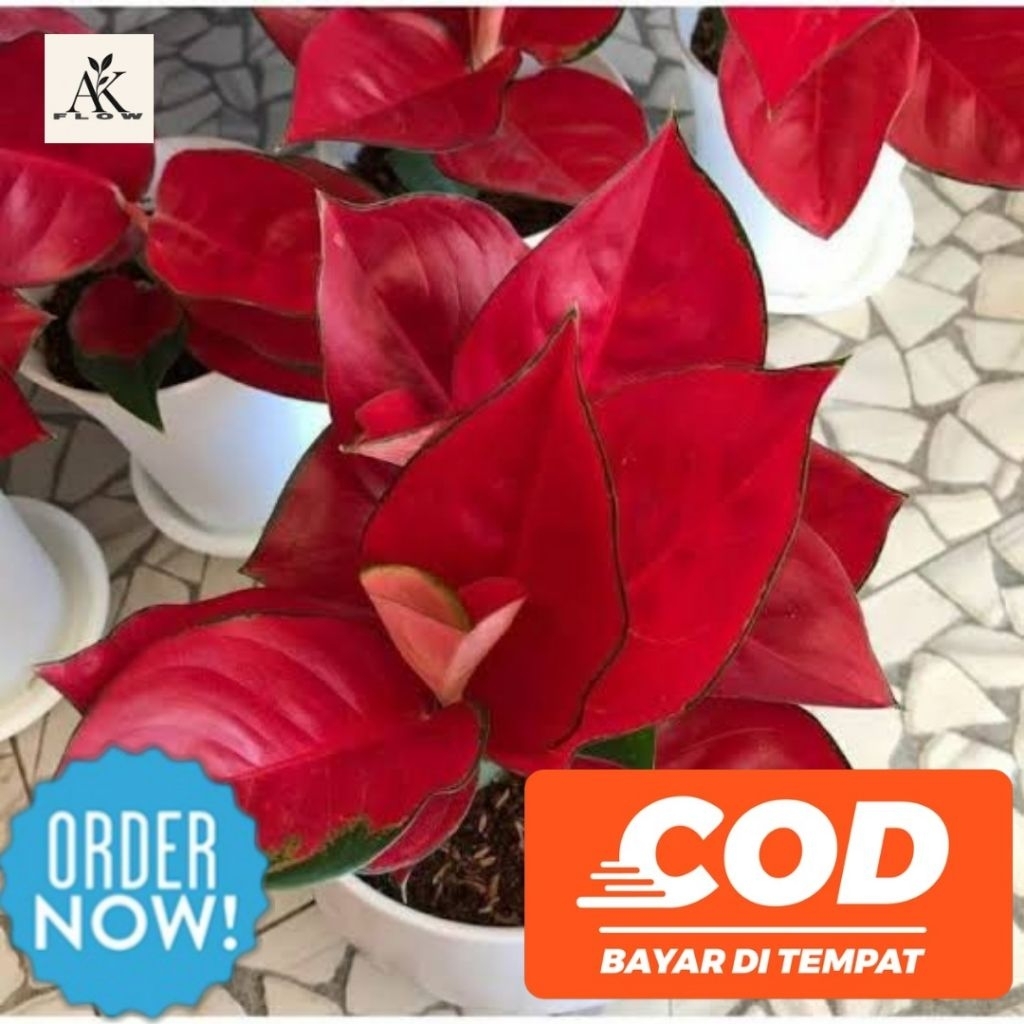 Anakan baby aglonema Suksom / suksom jaipong / suksom merah