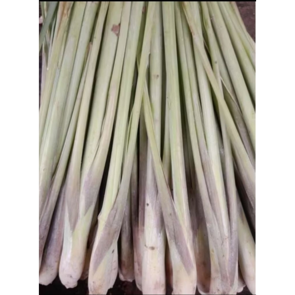 

sereh lokal pilihan segar fresh 1 kg