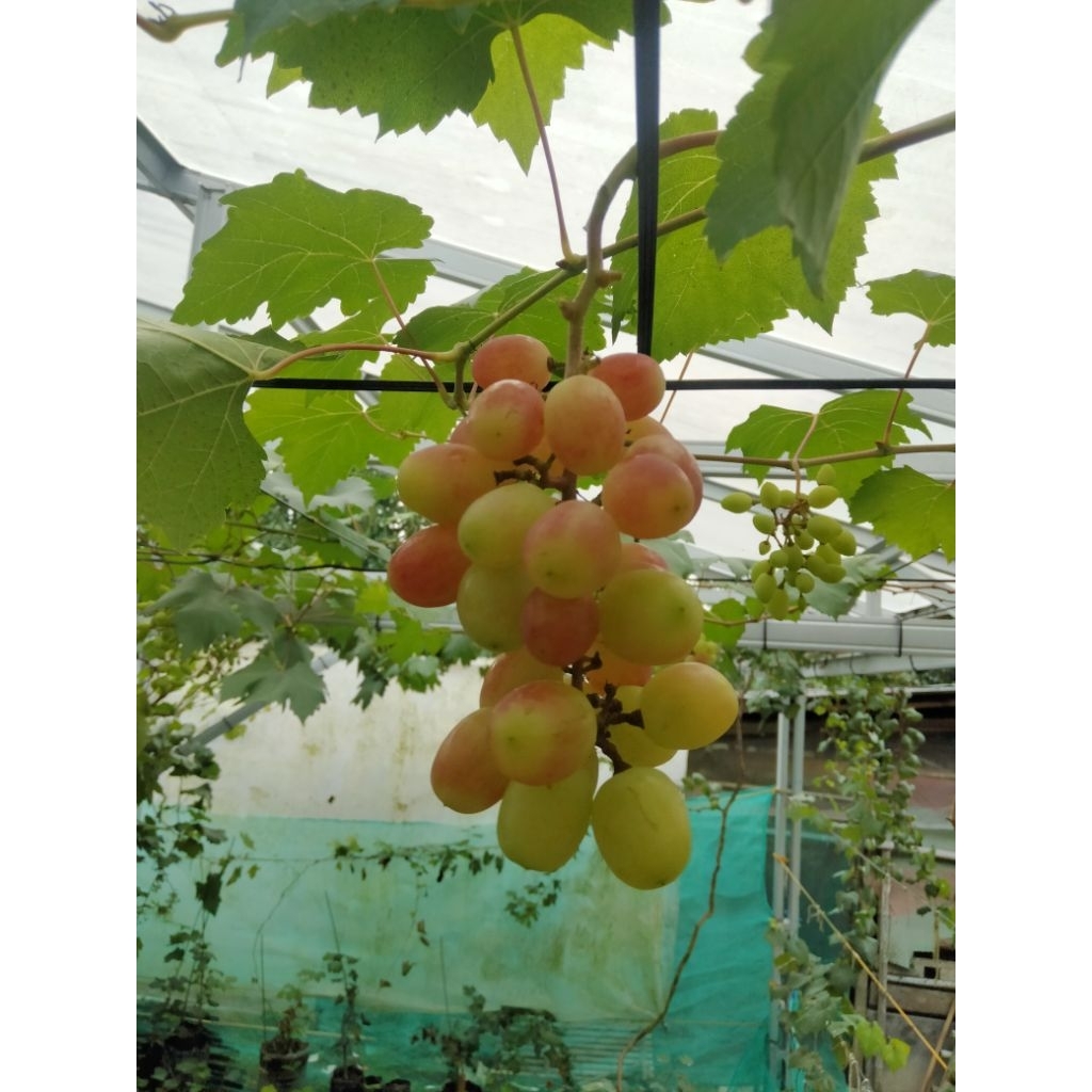 entres batang anggur import