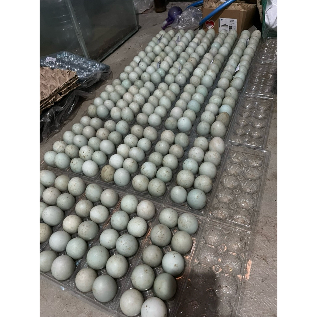 

TELUR BEBEK MENTAH OMEGA 10 BUTIR