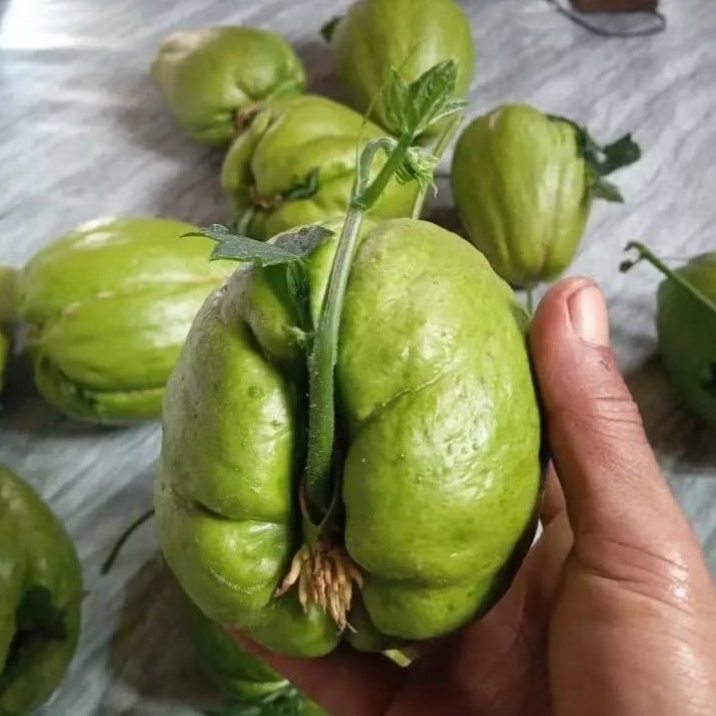 

Benih Labu Siam anggur | Bibit Sayuran Merambat | Mudah Dibudidayakan