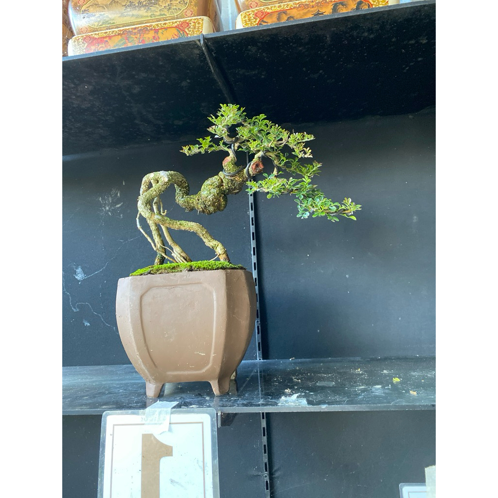 bonsai kawista