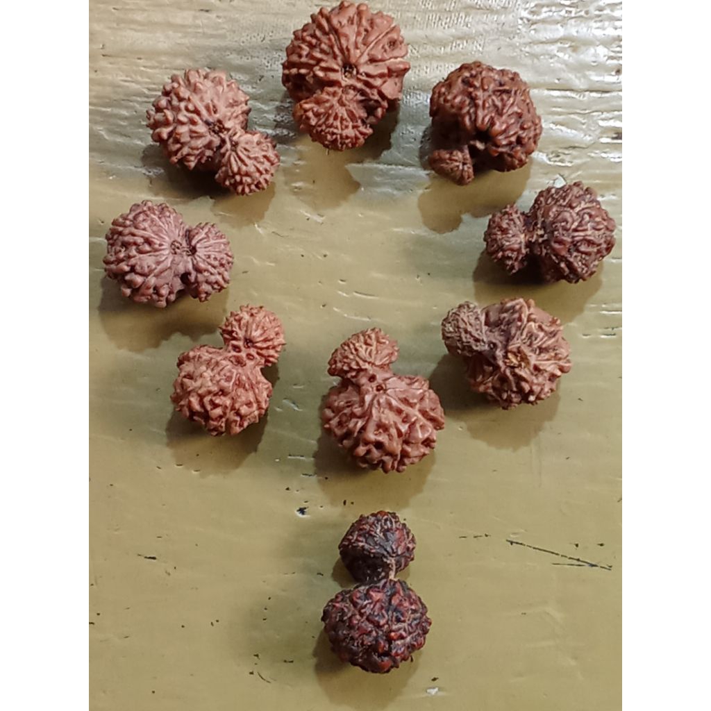 Grabhgaury rudraksha / Jenitri dempet asli alami 100%