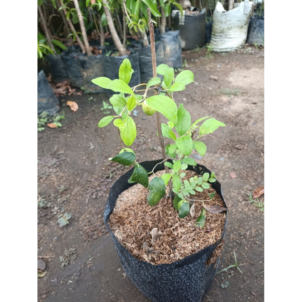 BIBIT APEL FUTSA/APEL INDIA KONDISI SUDAH BERBUAH DAN BERBUNGGA