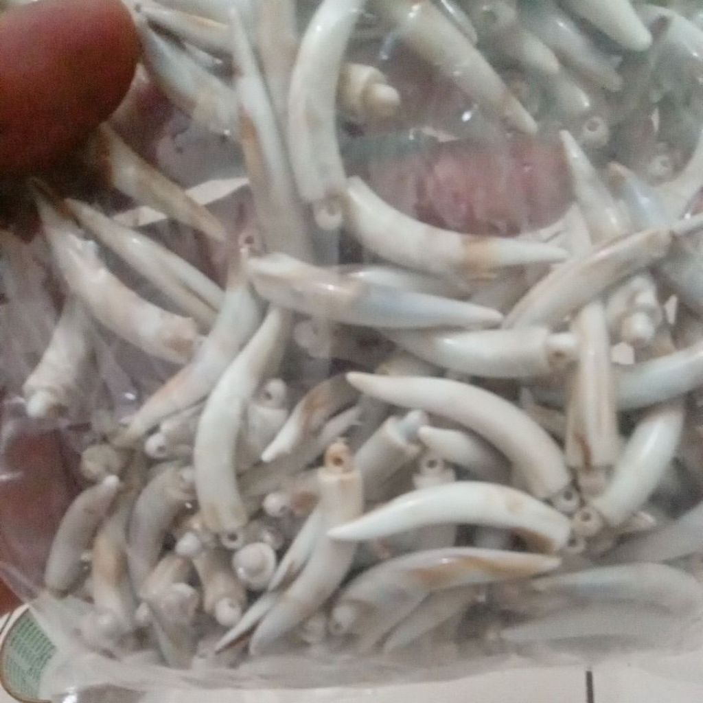 

TARING DEGRADASI CABAI BULAT 1 PON