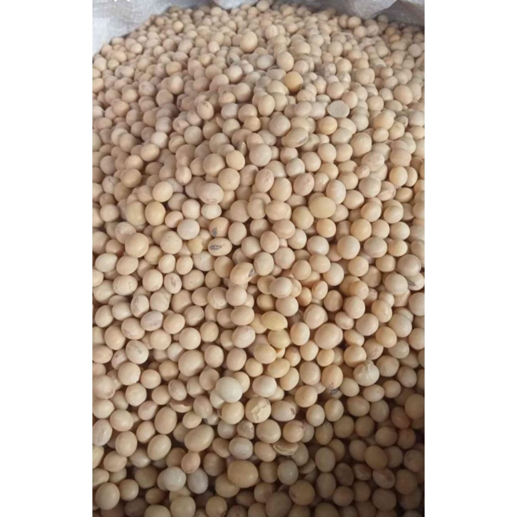 

1 KG KEDELAI BOLA IMPORT