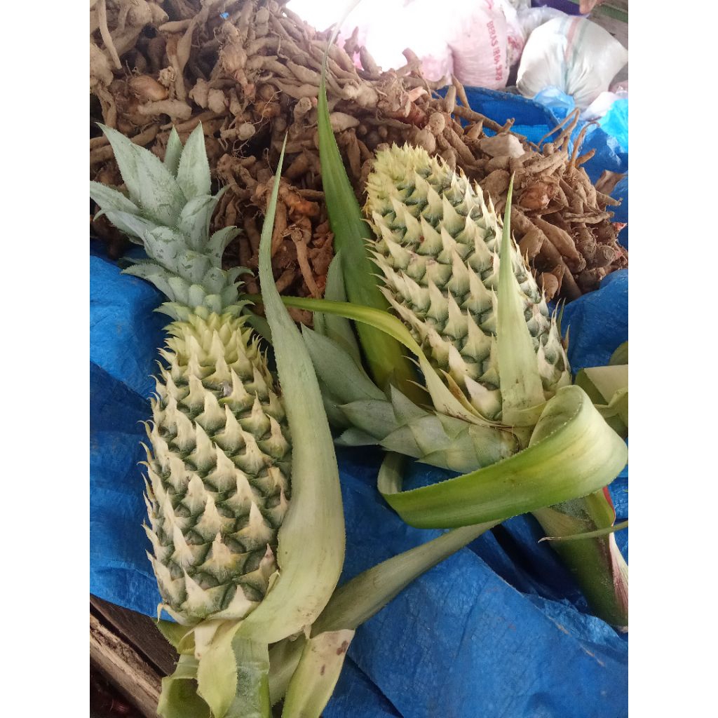 

NANAS HIJAU CANTI SEGER FREES PER 1BUAH