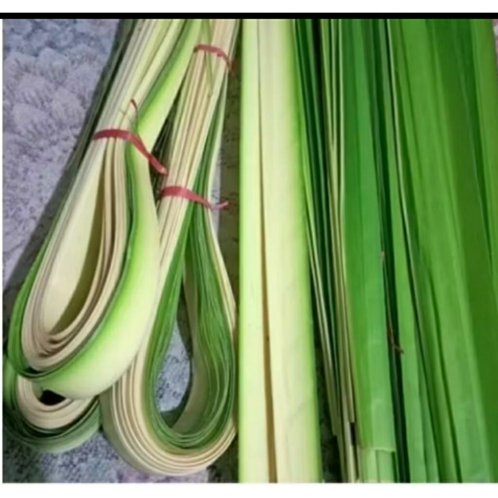 

JANUR KELAPA MUDA SEGAR ISI 30 PCS