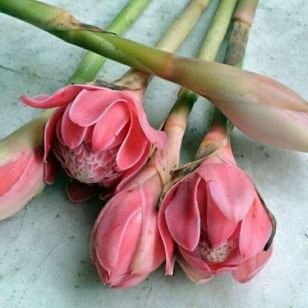 

bunga kecombrang segar di petik langsung 1 kg