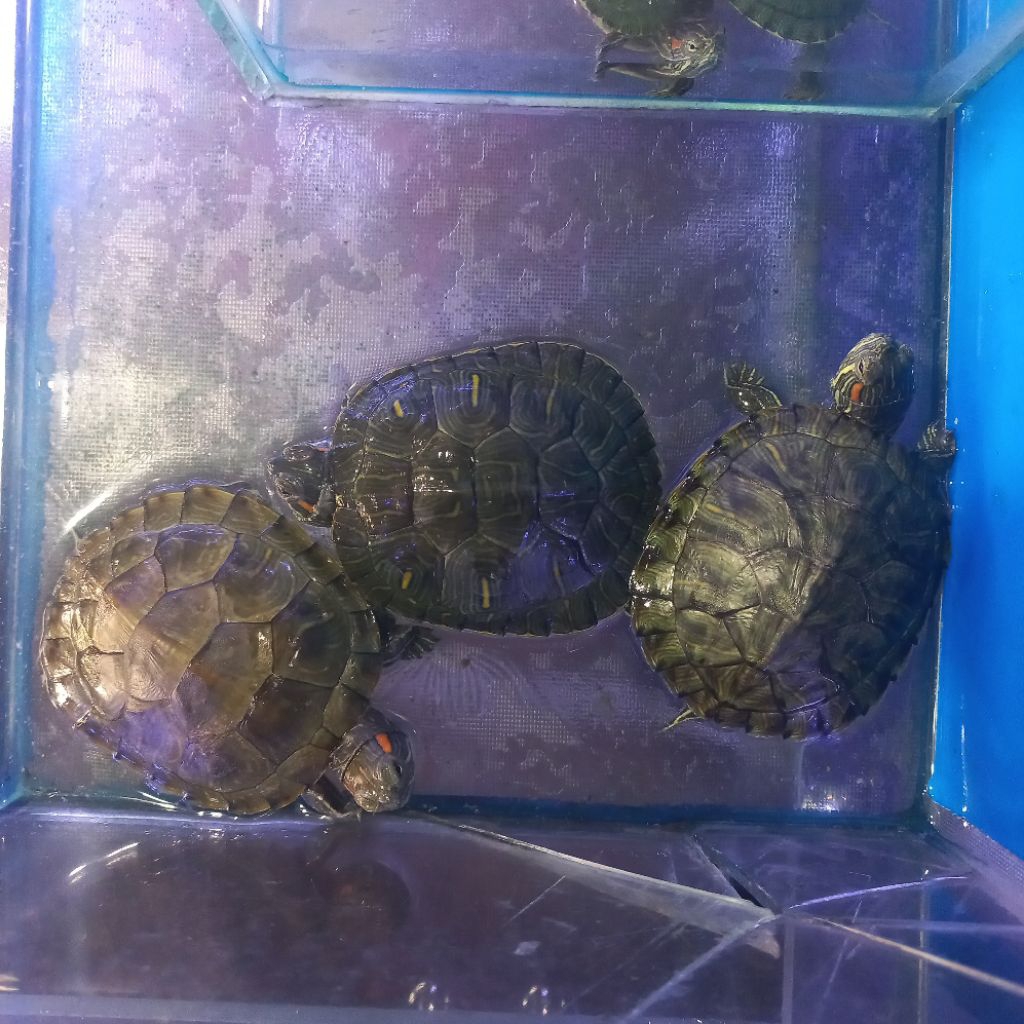 kura kura brazil