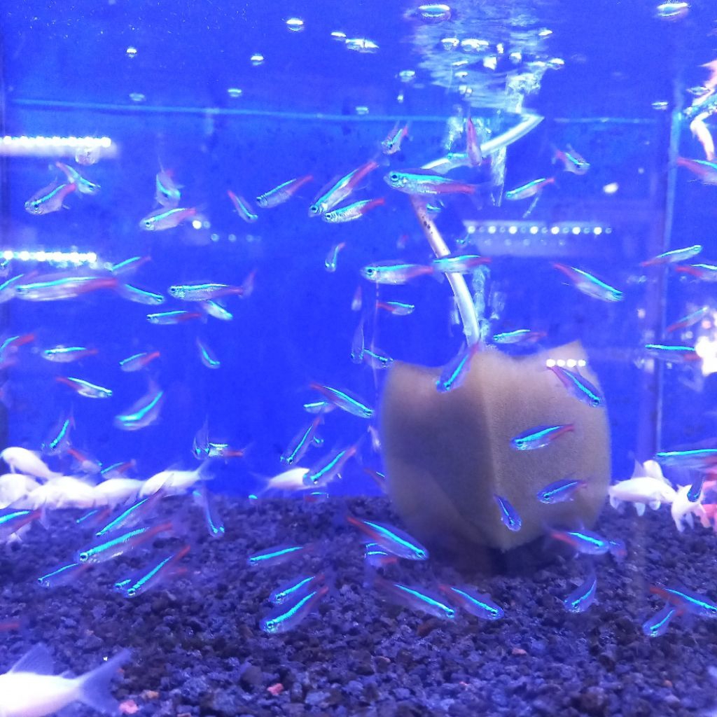 ikan neon tetra