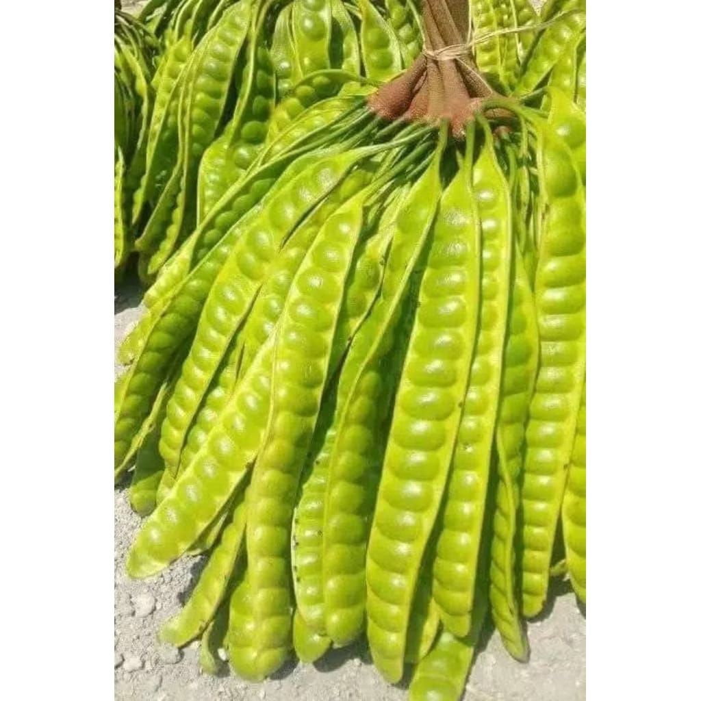 

paket pete super manis fresh asli di bogor 5 papan/lonjor