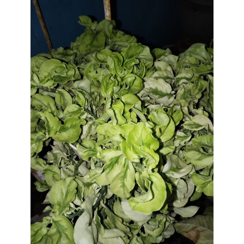 patah tulang hoya curly