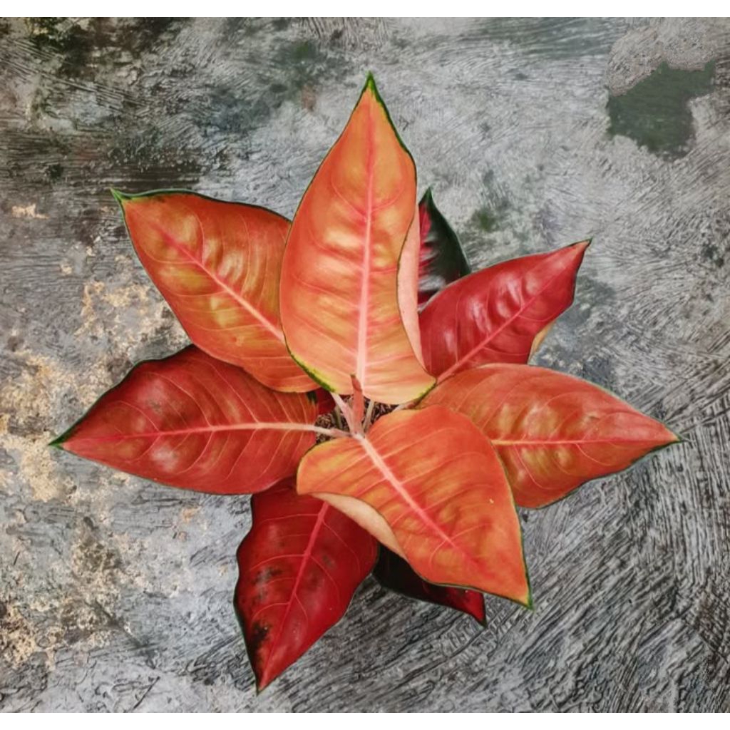 Promo bonggol Aglonema Suksom Brown bibit bonggol dijamin asli