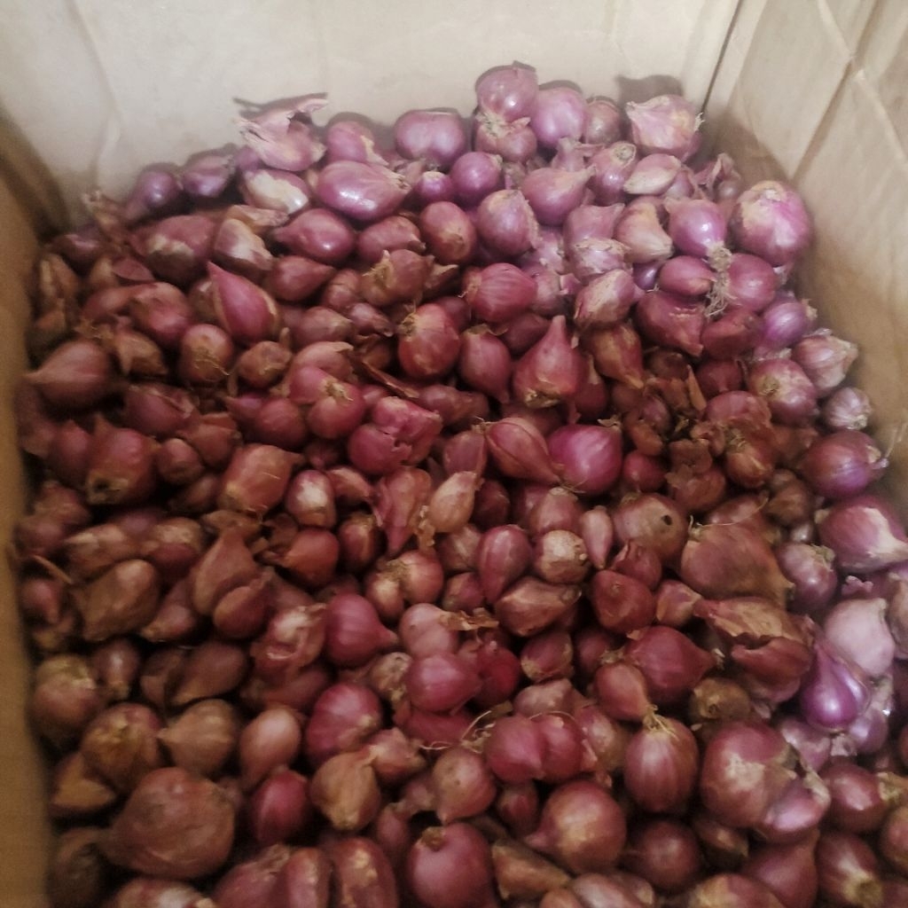 

Bawang Merah Asli Probolinggo 500 Gr Ukuran Sedang