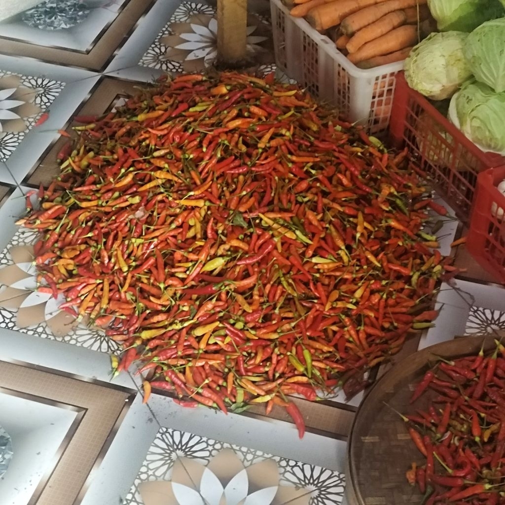 

Cabe Rawit Merah Segar Asli Probolinggo Ukuran 1 Kg