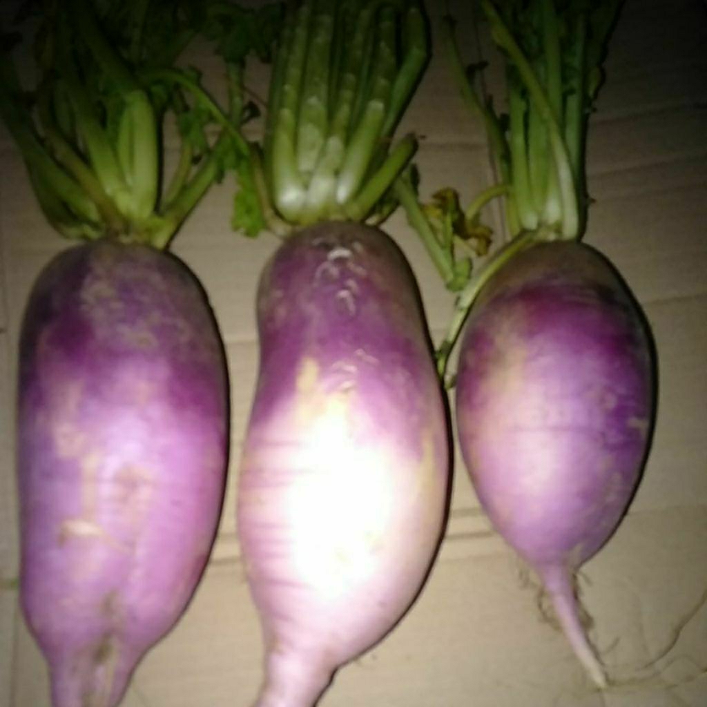 

SAYUR LOBAK UNGU MERAH SEGAR