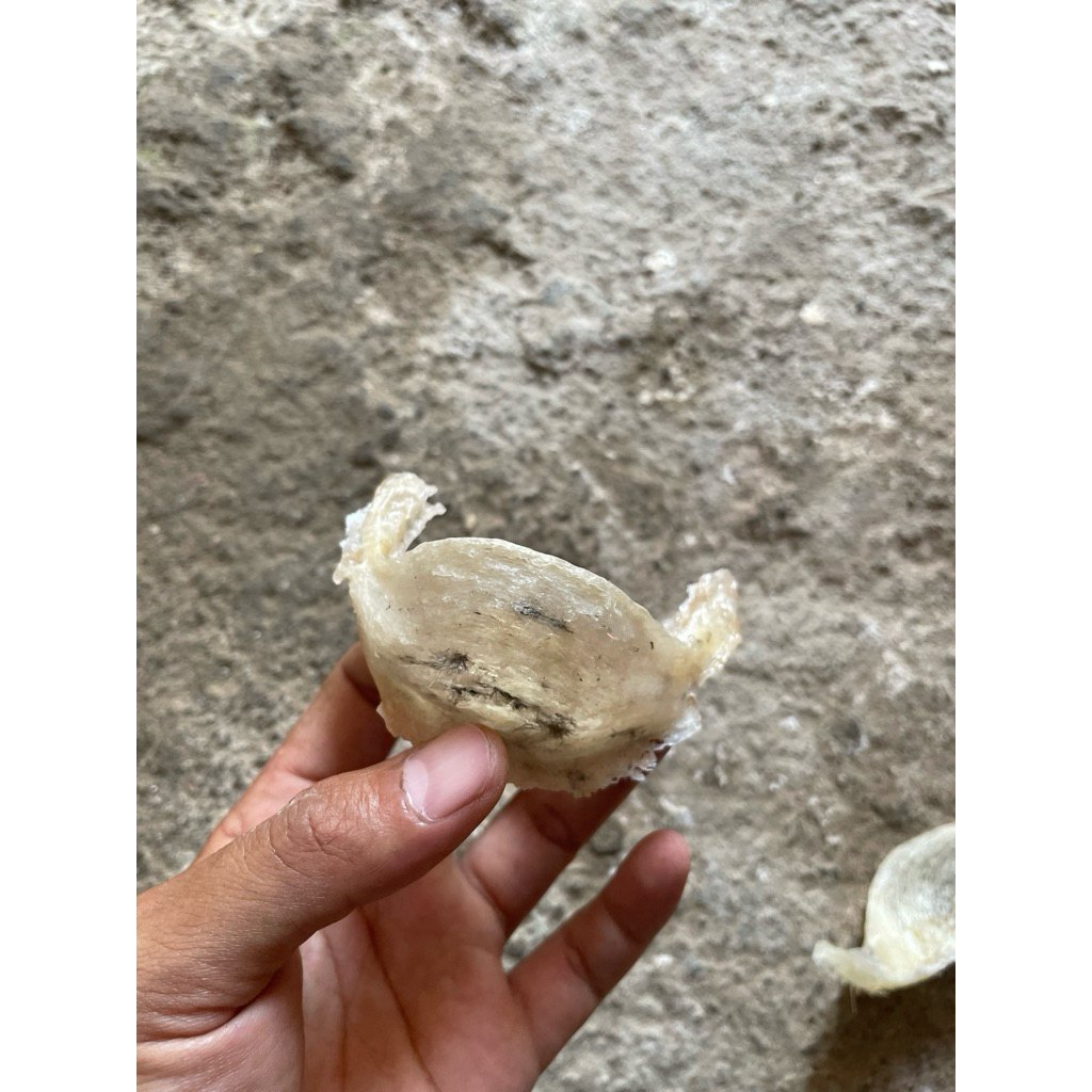 

sarang burung walet original harga per gram ternakan sendiri