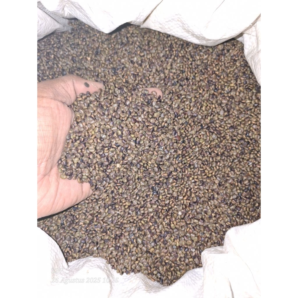 BENIH CP (CENTROSEMA PUBESCENS) 1KG - KACANGAN CP - PENUTUP TANAH COVER CROOP