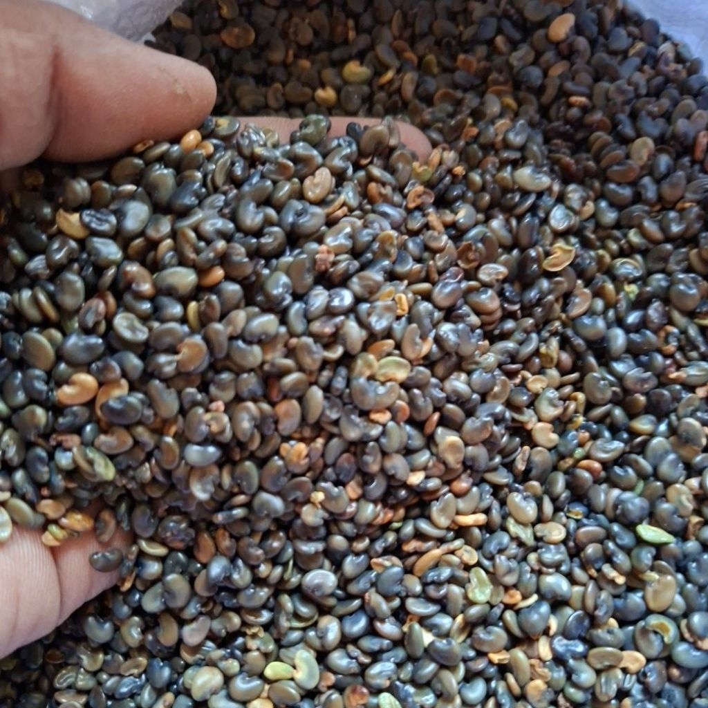 benih orok-orok / cry  (Crotalaria juncea) (1kg)