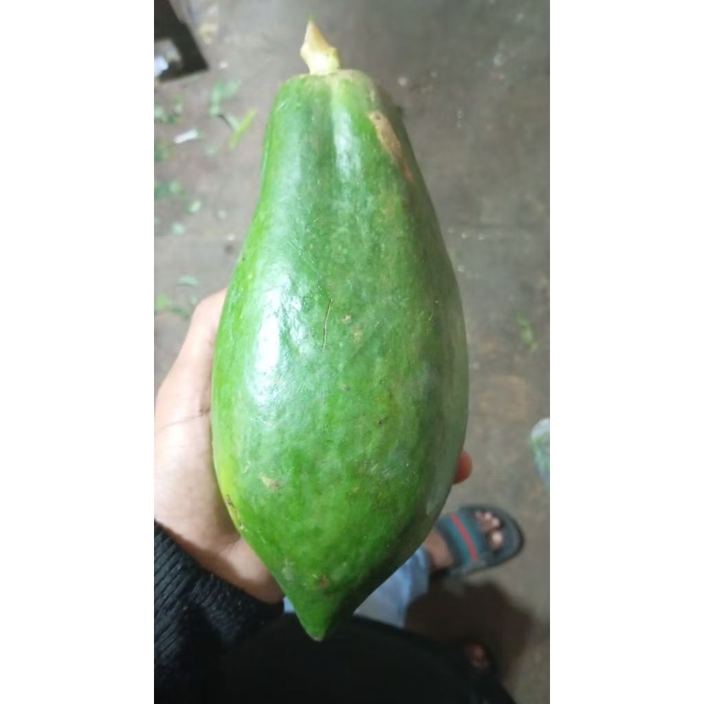 

pepaya muda fresh segar1kg