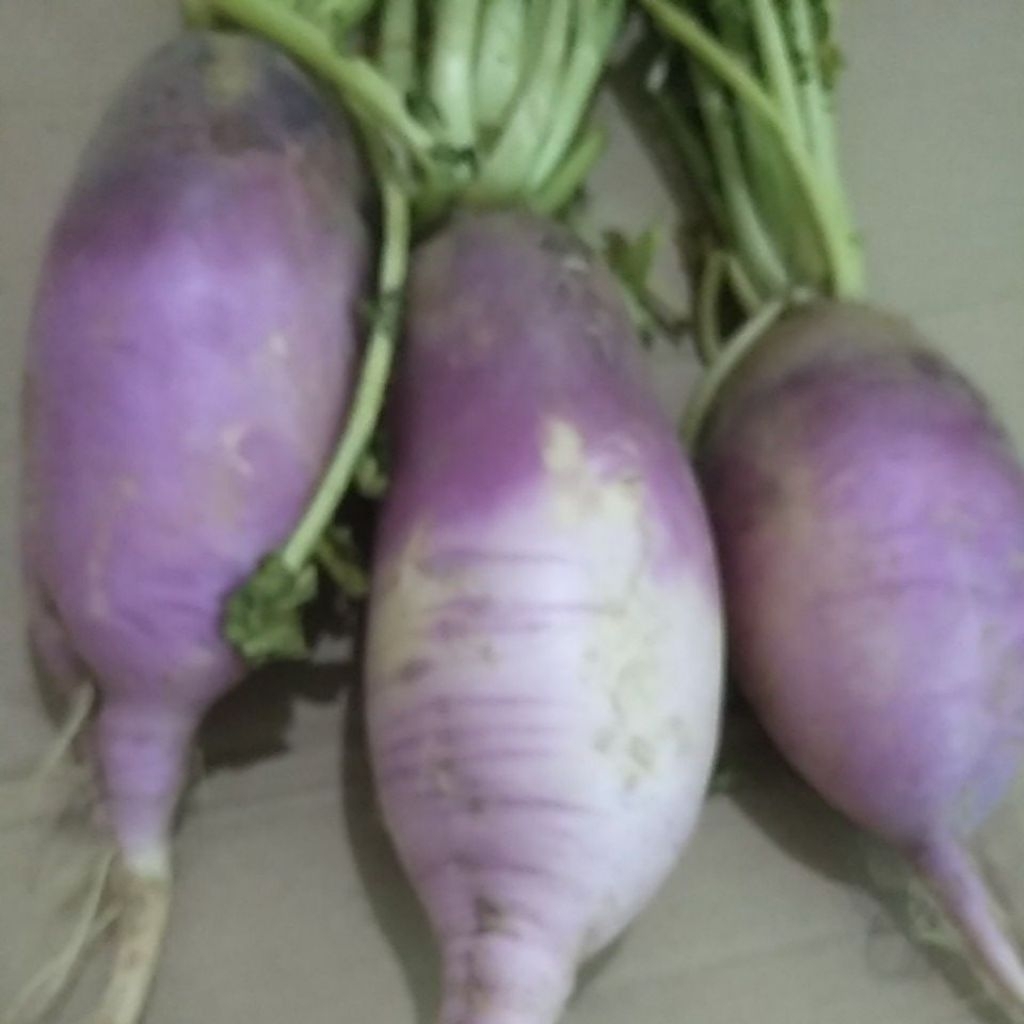 

Umbi Lobak Lubak Ungu daikon segar