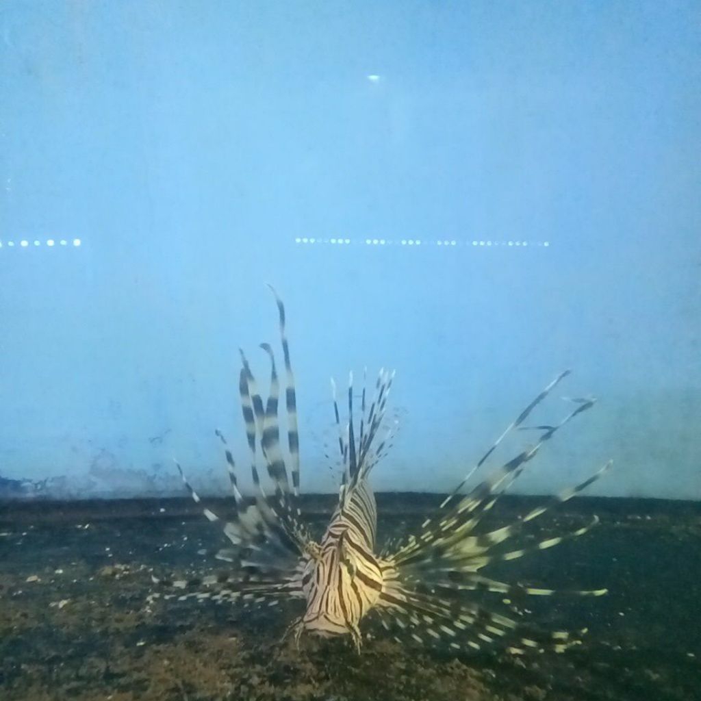 Ikan Hias Air Laut Lion Fish