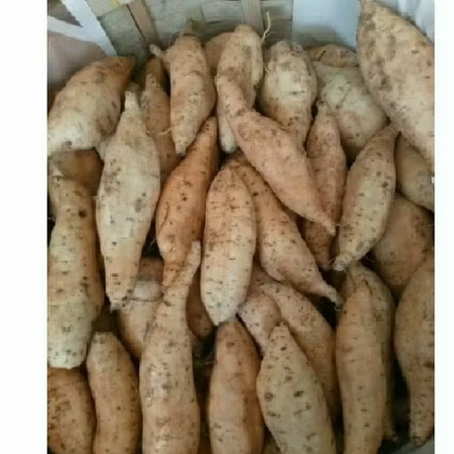 

ubi ciembu madu super jaminan manis.500gr