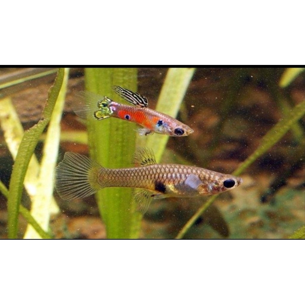 pelengkap aquarium Guppy swordtail/jantan