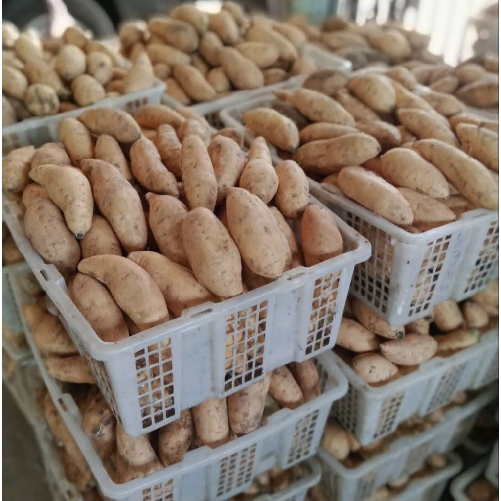 

UBI MADU CILEMBU MENTAH Sudah dicuci bersih