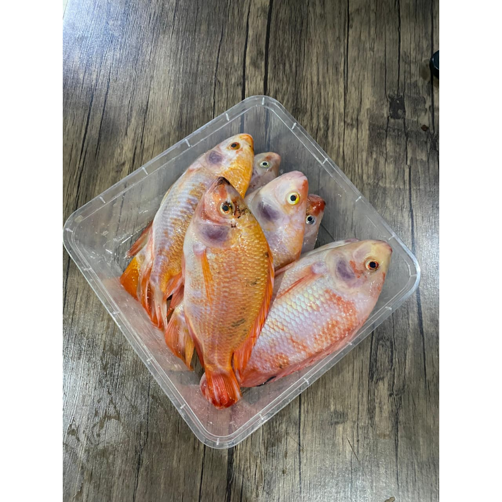 

Ikan Nila Segar 1 Kg – Fresh dari Kolam