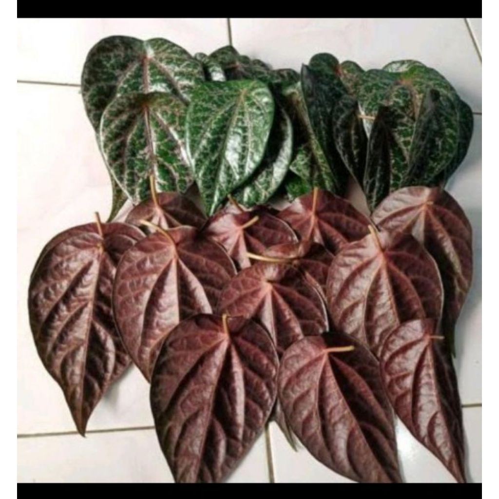

Ready Daun sirih Merah Segar per 10 lembar