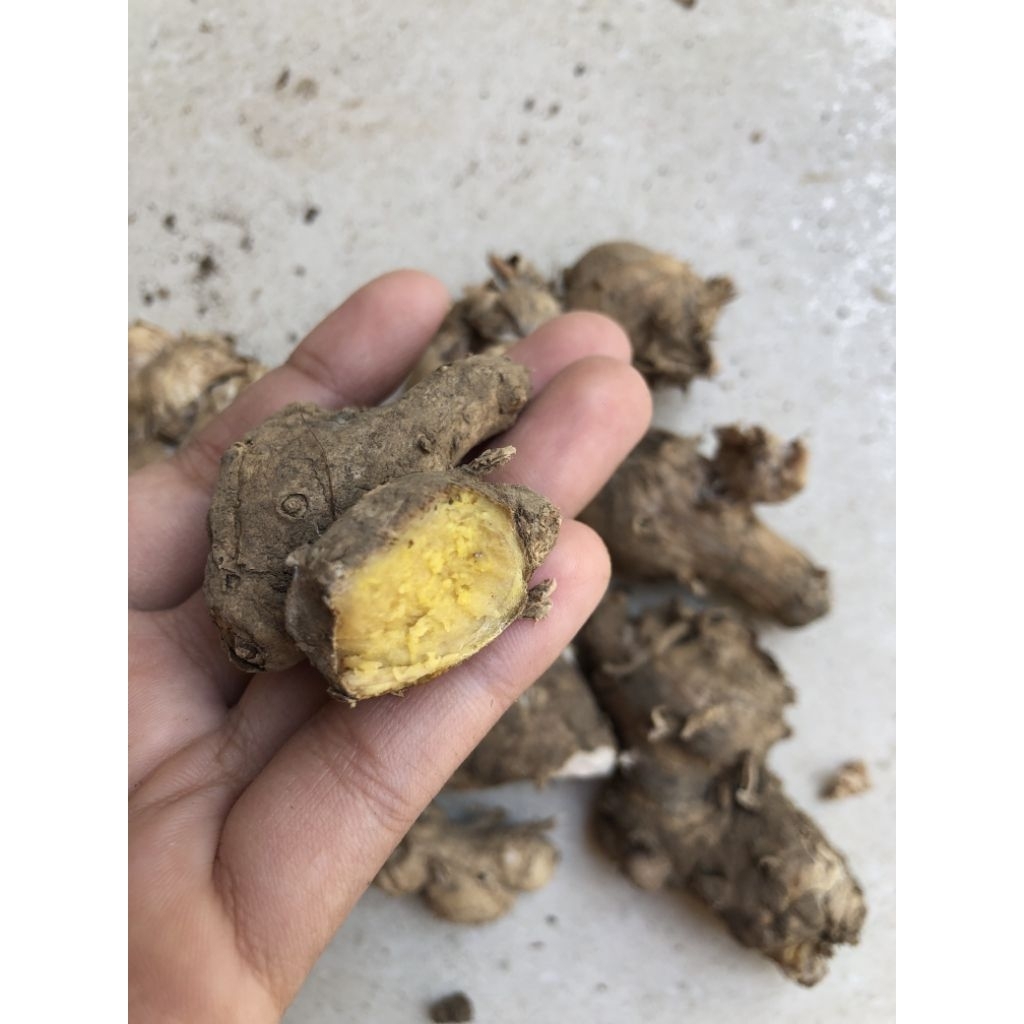 

Bangle panglai/Obat Rematik