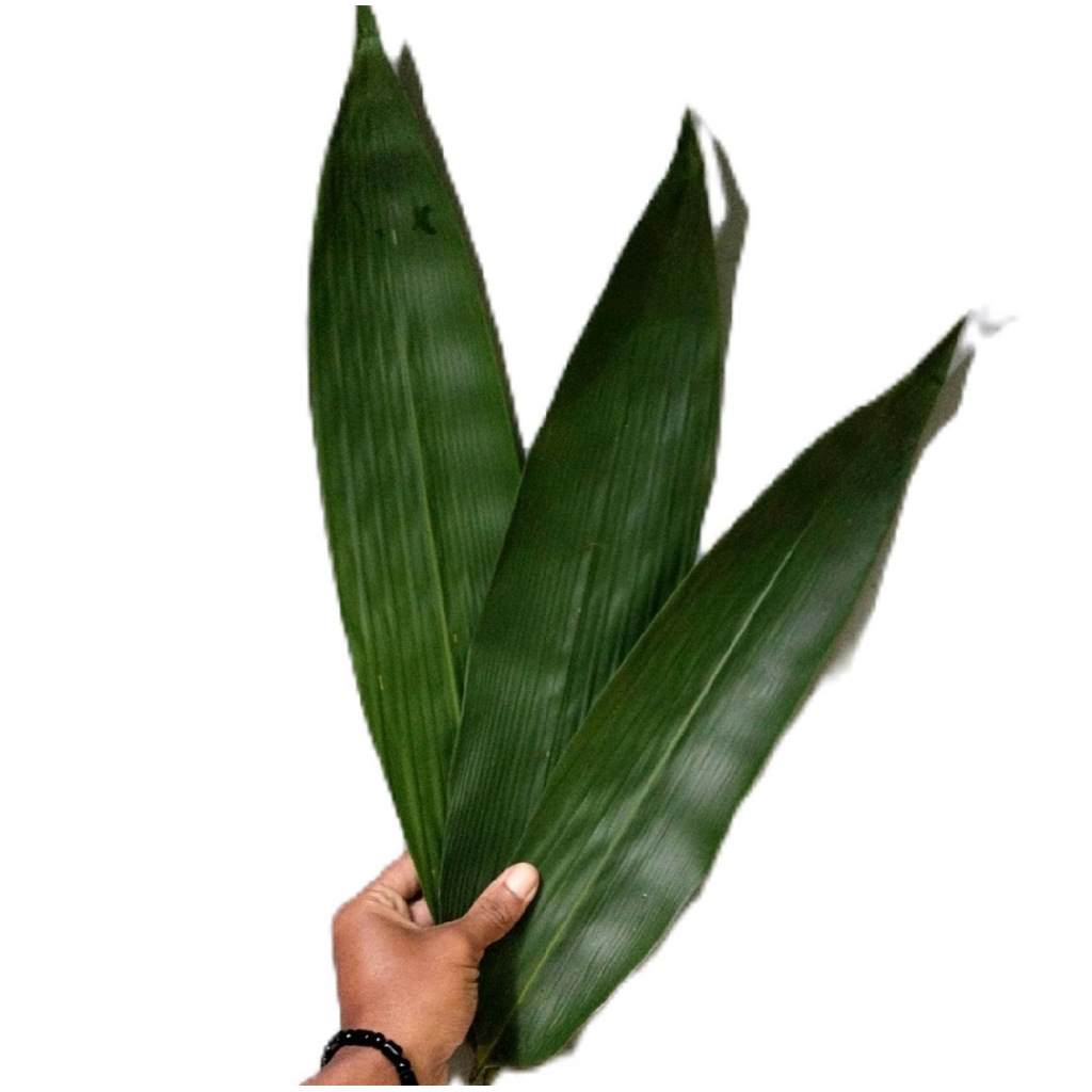 

50 lembar daun bambu bungkus bacang pilihan segar