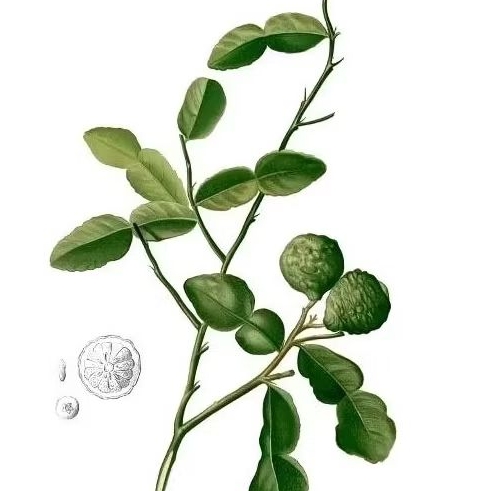 

Daun Jeruk purut Segar Petik Langsung kirim 10 Lembar