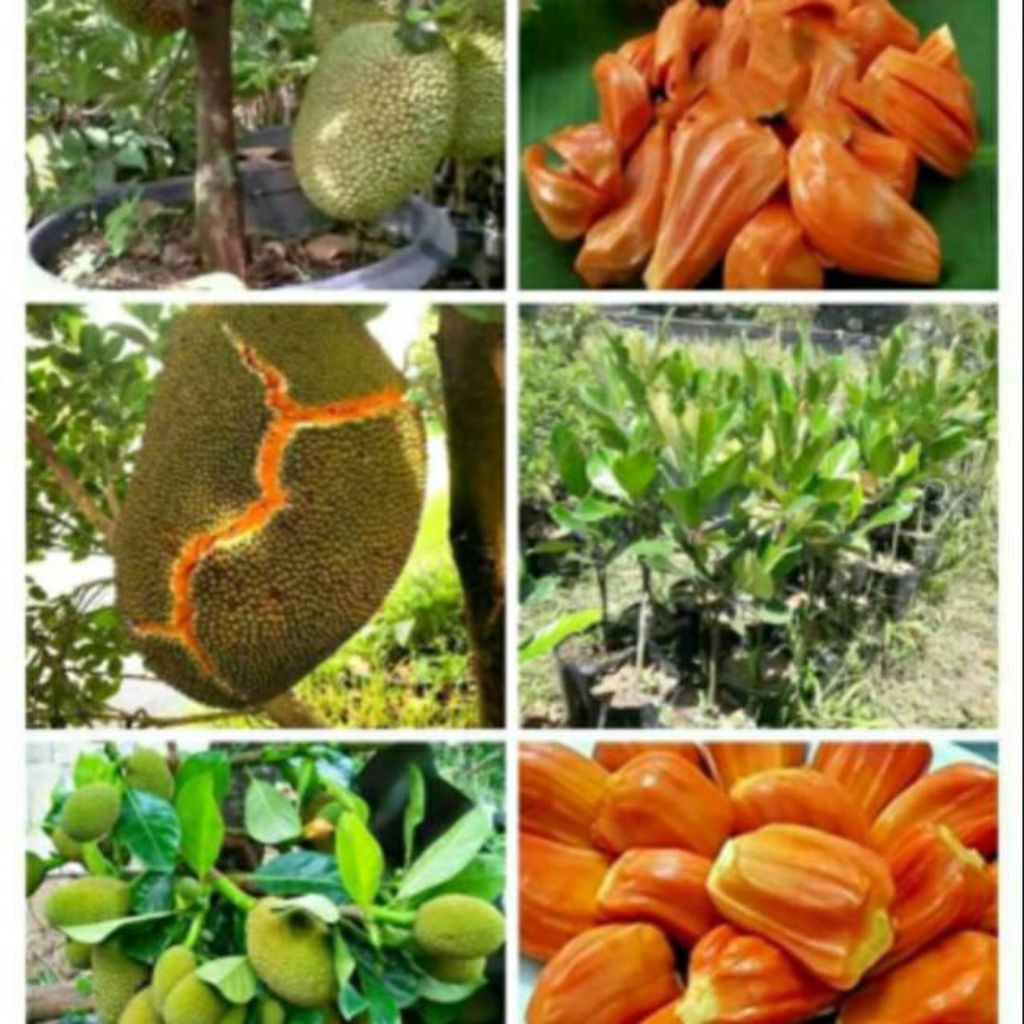 bibit nangka merah super