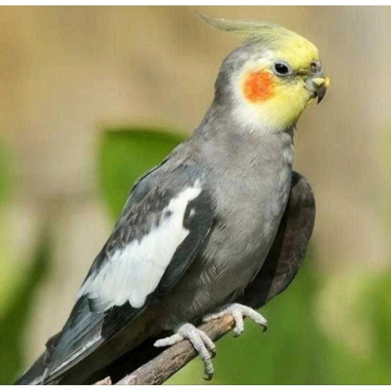 burung parkit australia / falk abu dewasa pilihan