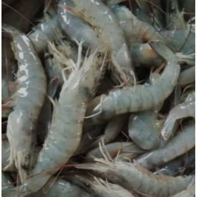 

Udang Segar Sedang 500 gram