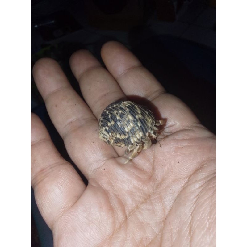 Kelomang darat ukuran S besar satuan