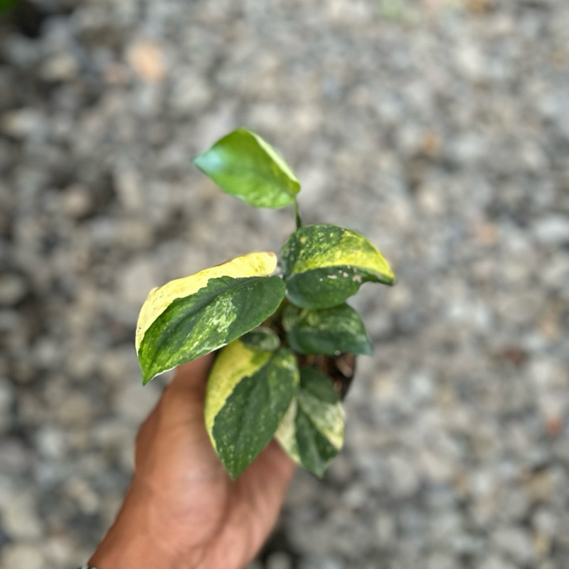 Scindapsus Jadesatin Tricolor Varigata
