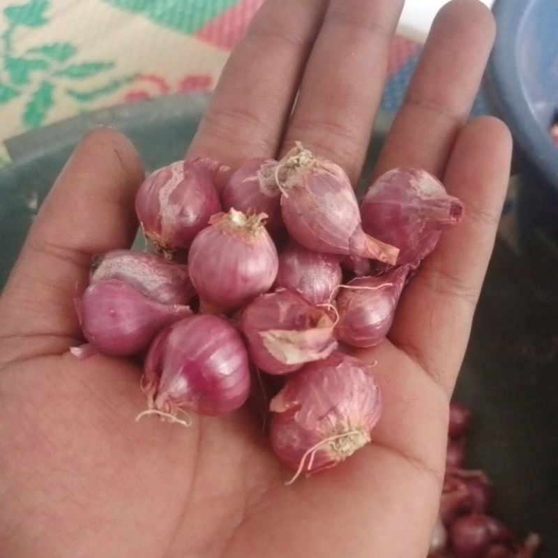 

Bawang merah Probolinggo 500gram besar campur kering