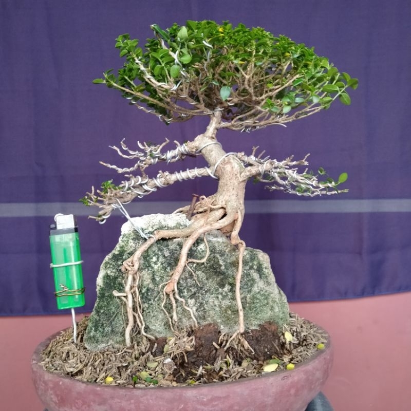 BONSAI SANCANG ON THE ROCK