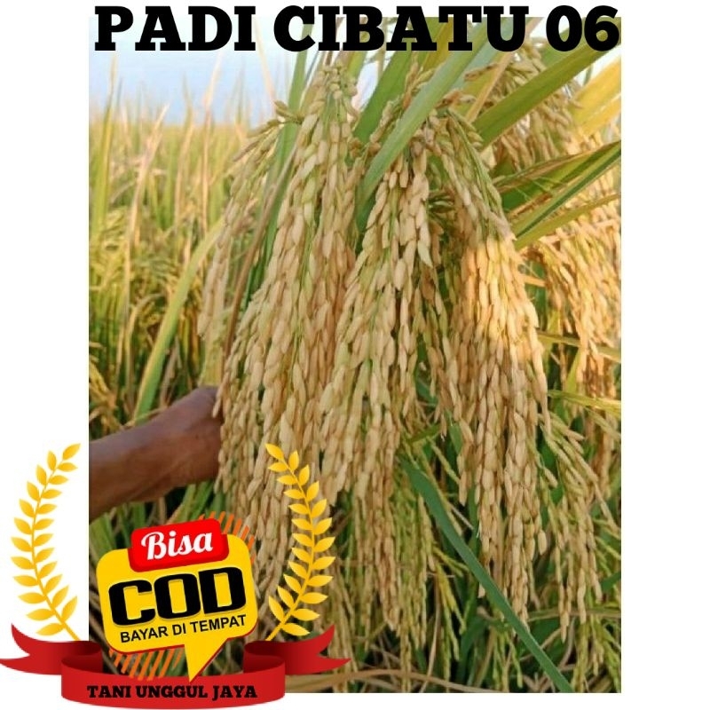BENIH BIBIT PADI CIBATU 06 NEW PRODUCT KEMASAN 1 KG