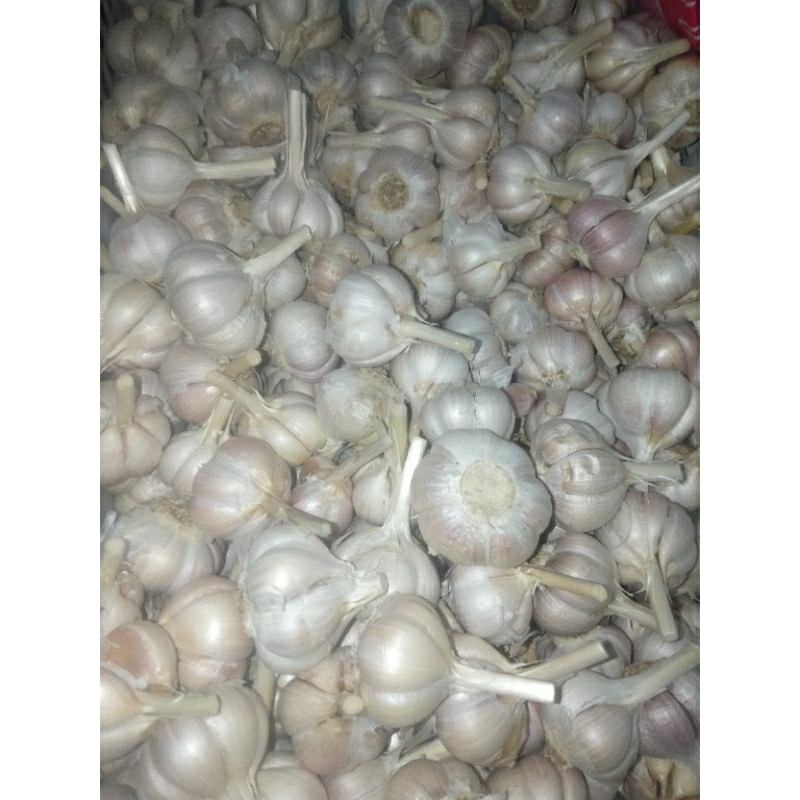

bawang putih