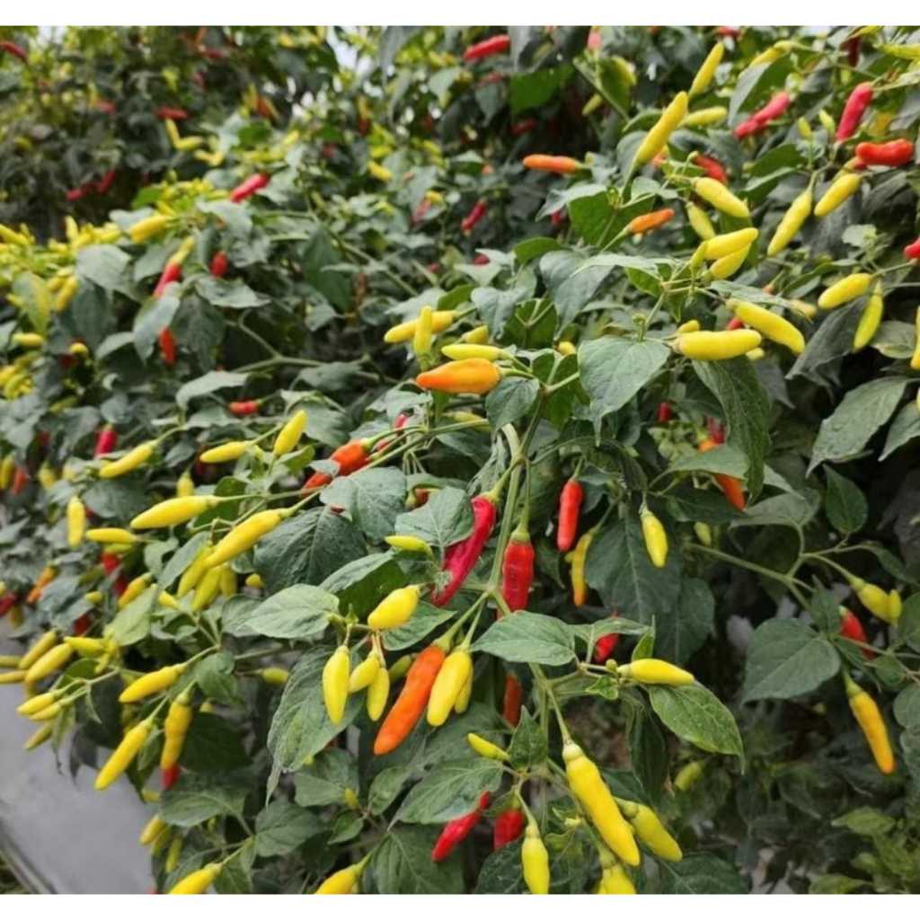 ID BENIH CABE KALIBER 10GRAM, BENIH CABAI RAWIT UNGGUL KALIBER WIJITANI,CABE SETAN