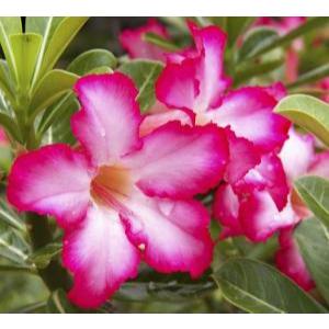 PlantSeed - 4 Benih Bibit Bunga Adenium Pink